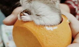 小仓鼠视频,小仓鼠视频里的欢乐时光