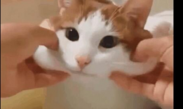 可爱猫咪视频,猫咪视频里的可爱瞬间大盘点