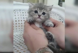 可爱猫咪视频,猫咪视频里的可爱瞬间大盘点